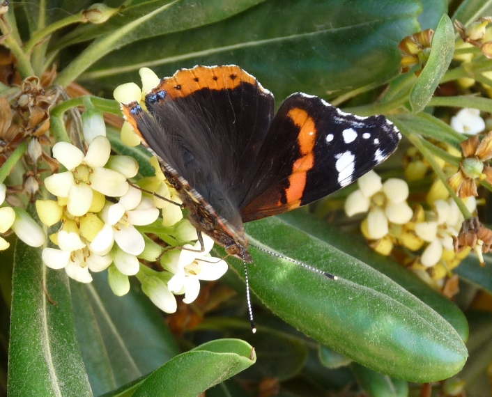 Vanessa atalanta in Sardegna